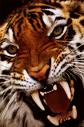 Avatar utente